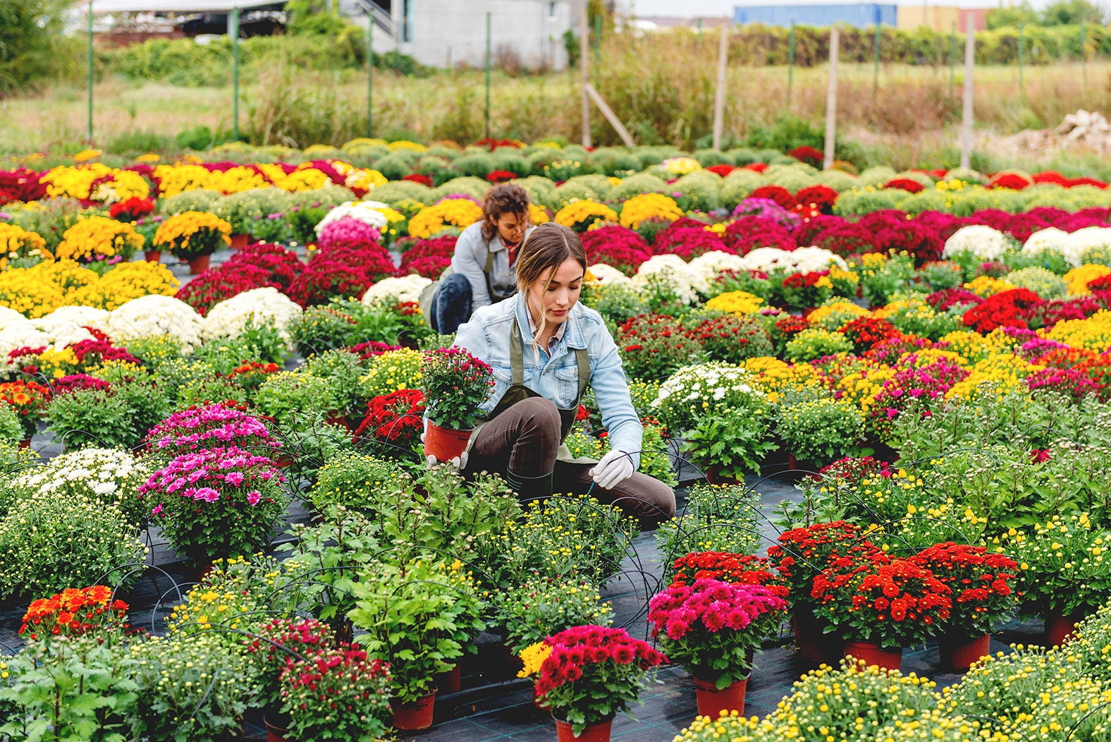 Image of a producer carrying a crate of cut flowers
