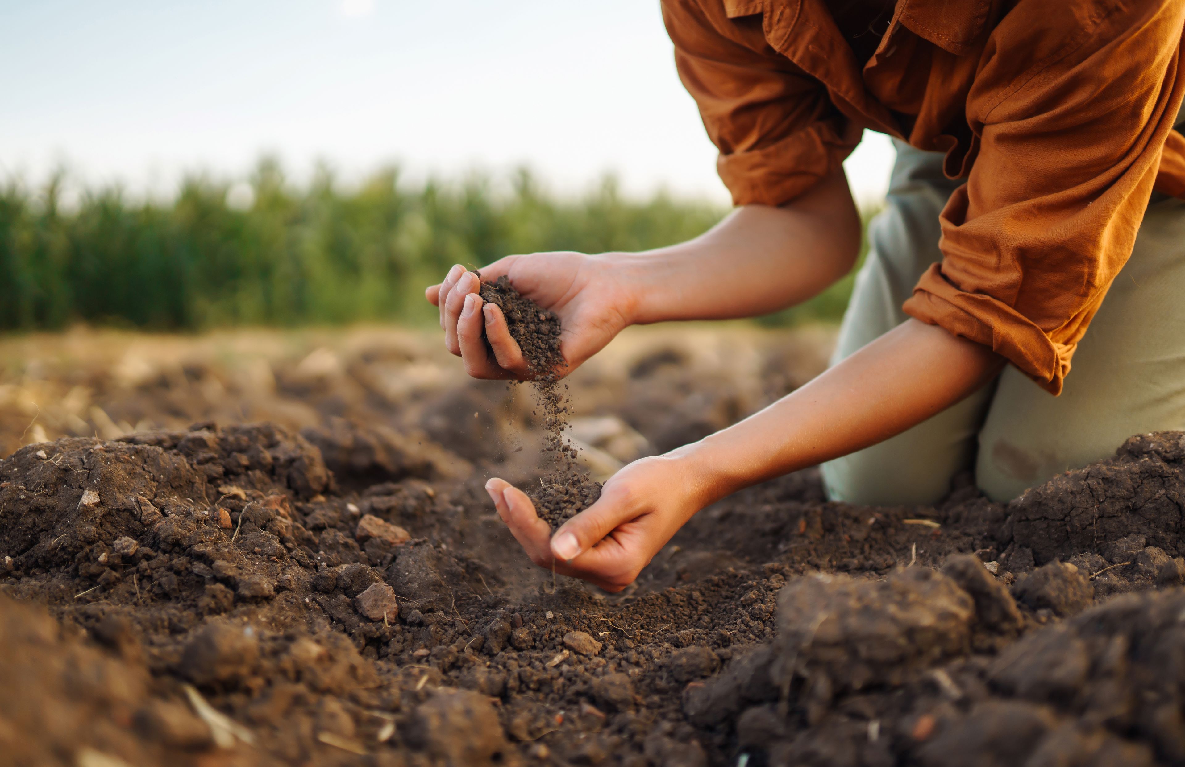 Image of a producer checking soil health and quality in a field 