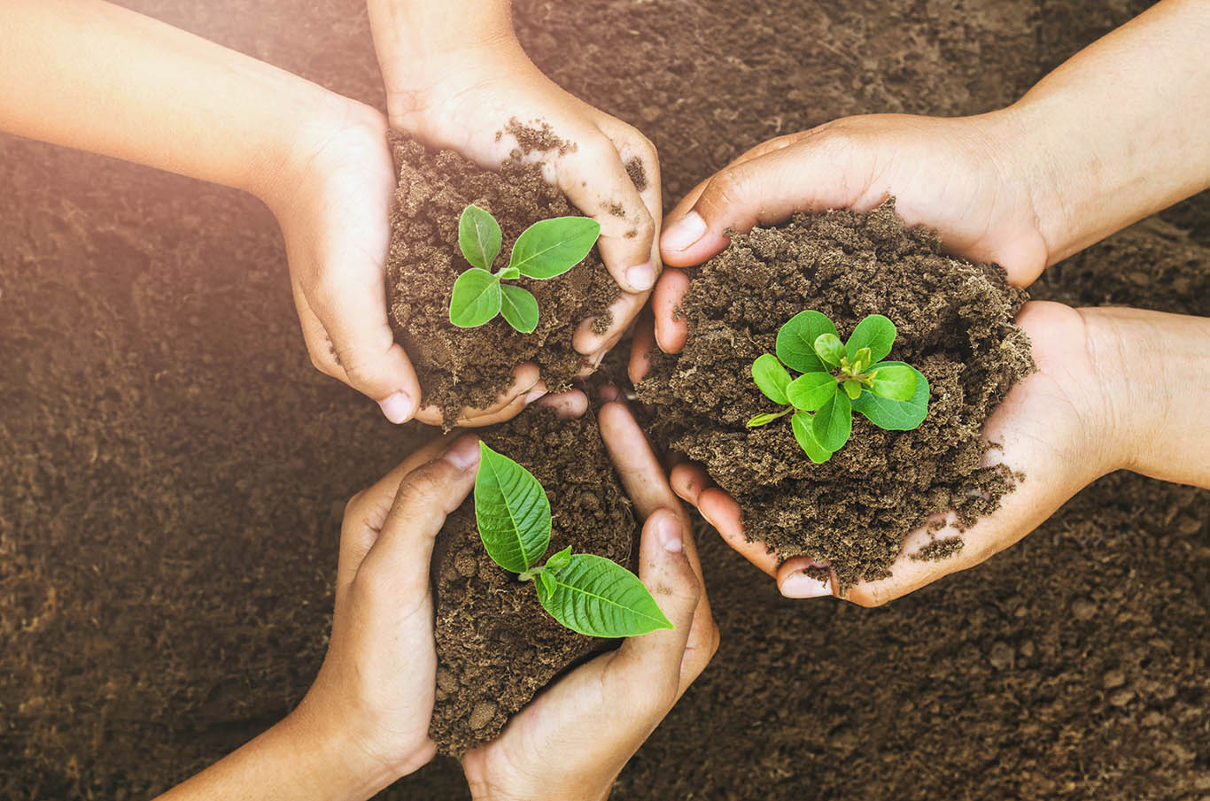 Image of three farm workers transplanting young plants